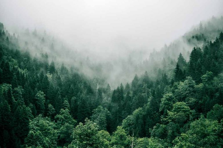 One tree planted to support reforestation